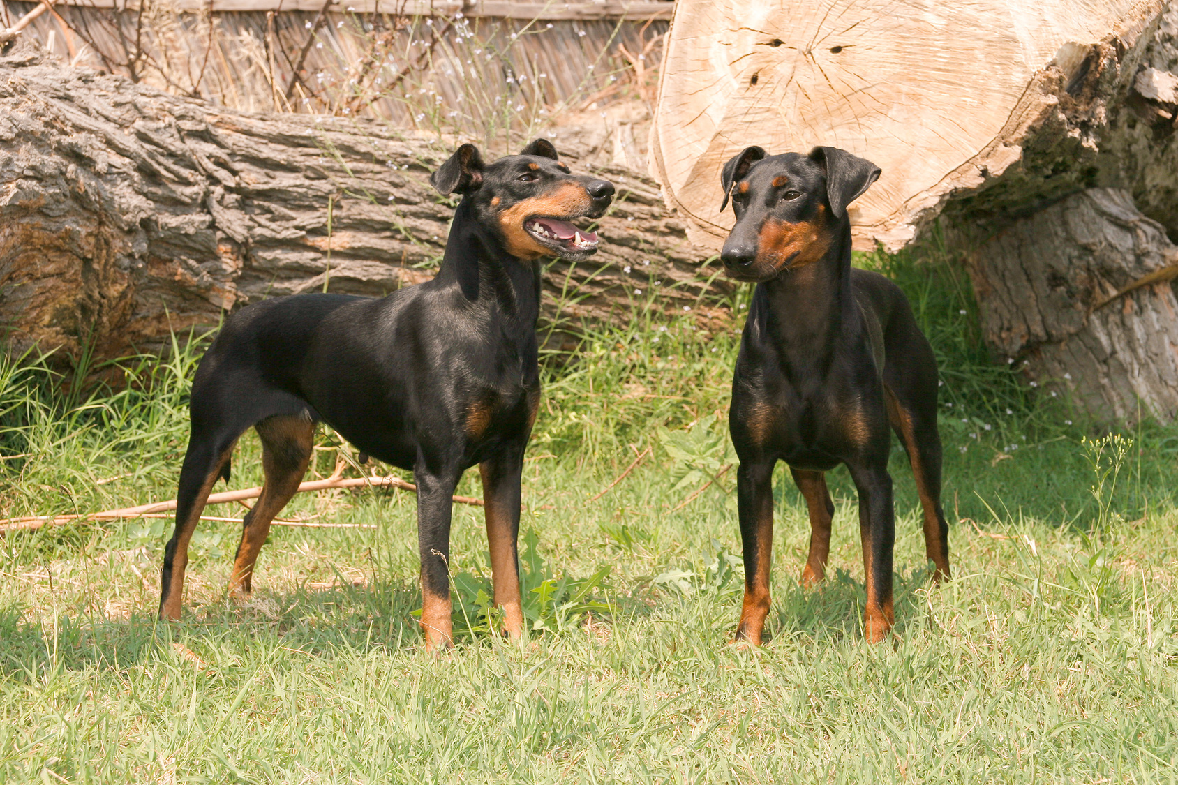 zwei manchester terrier