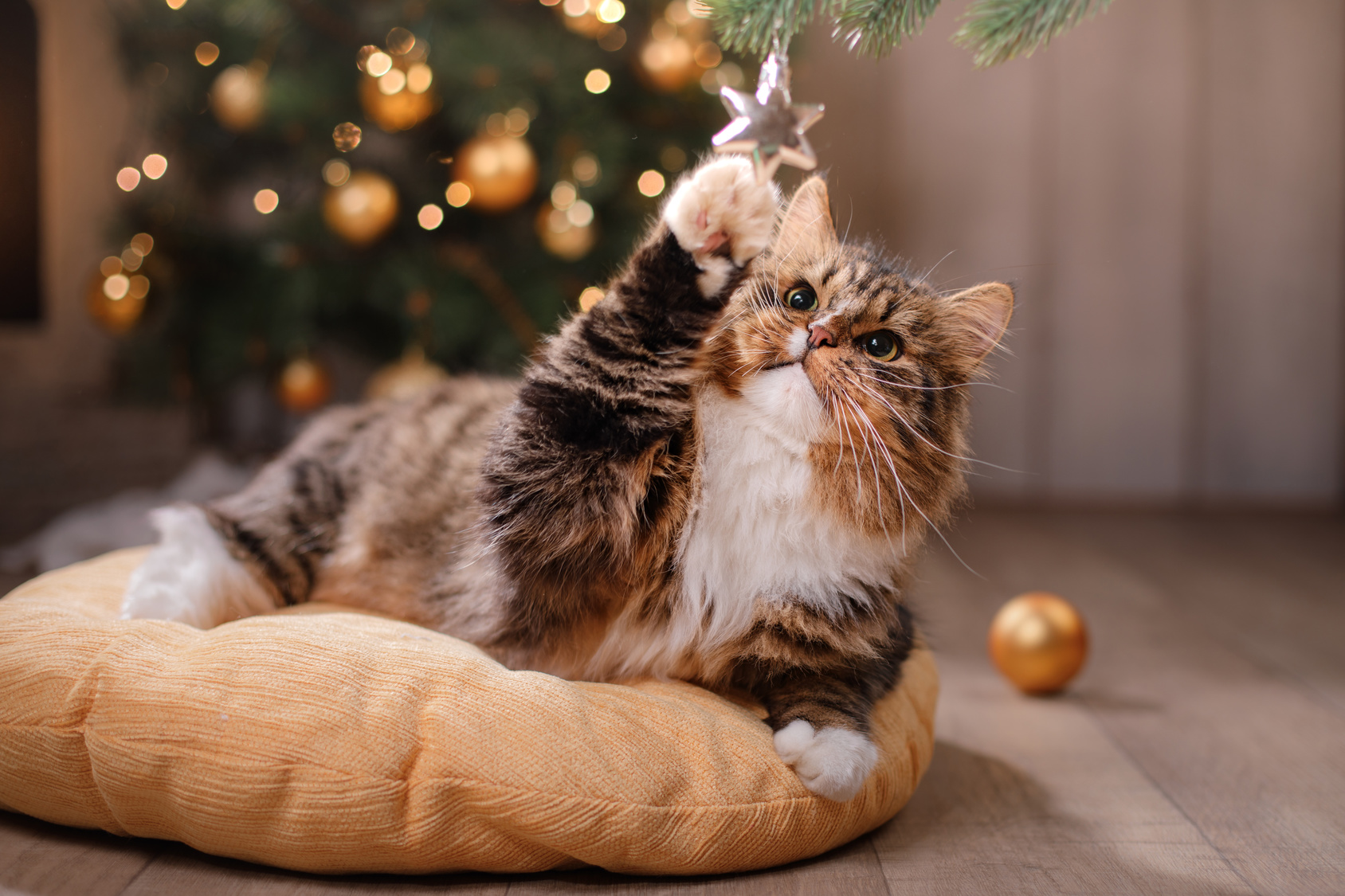 mačka Vianocni stromček