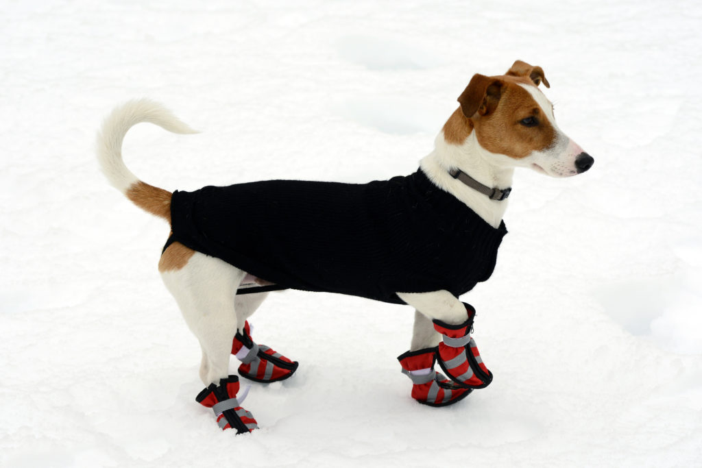 pes na snehu s kabátom a topánkami