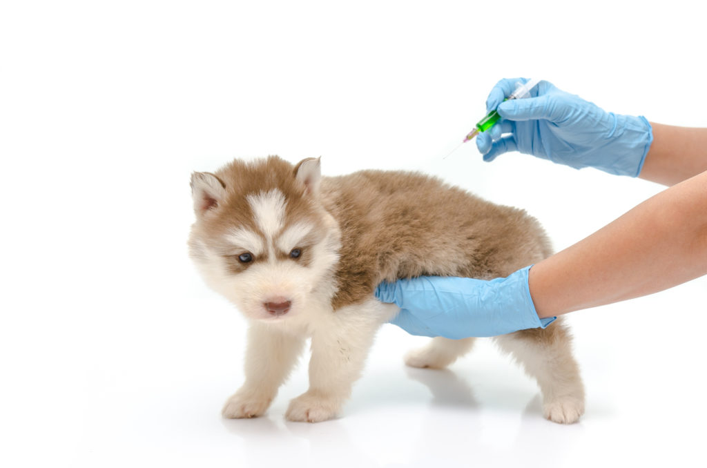 vakcinácia šteňa