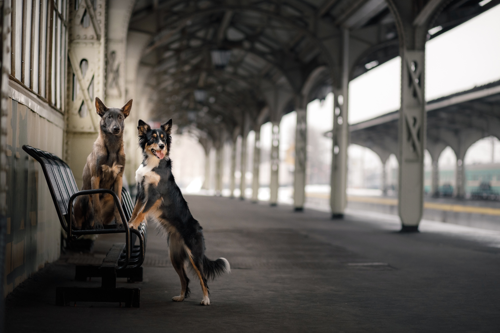 psy na vlakovej stanici
