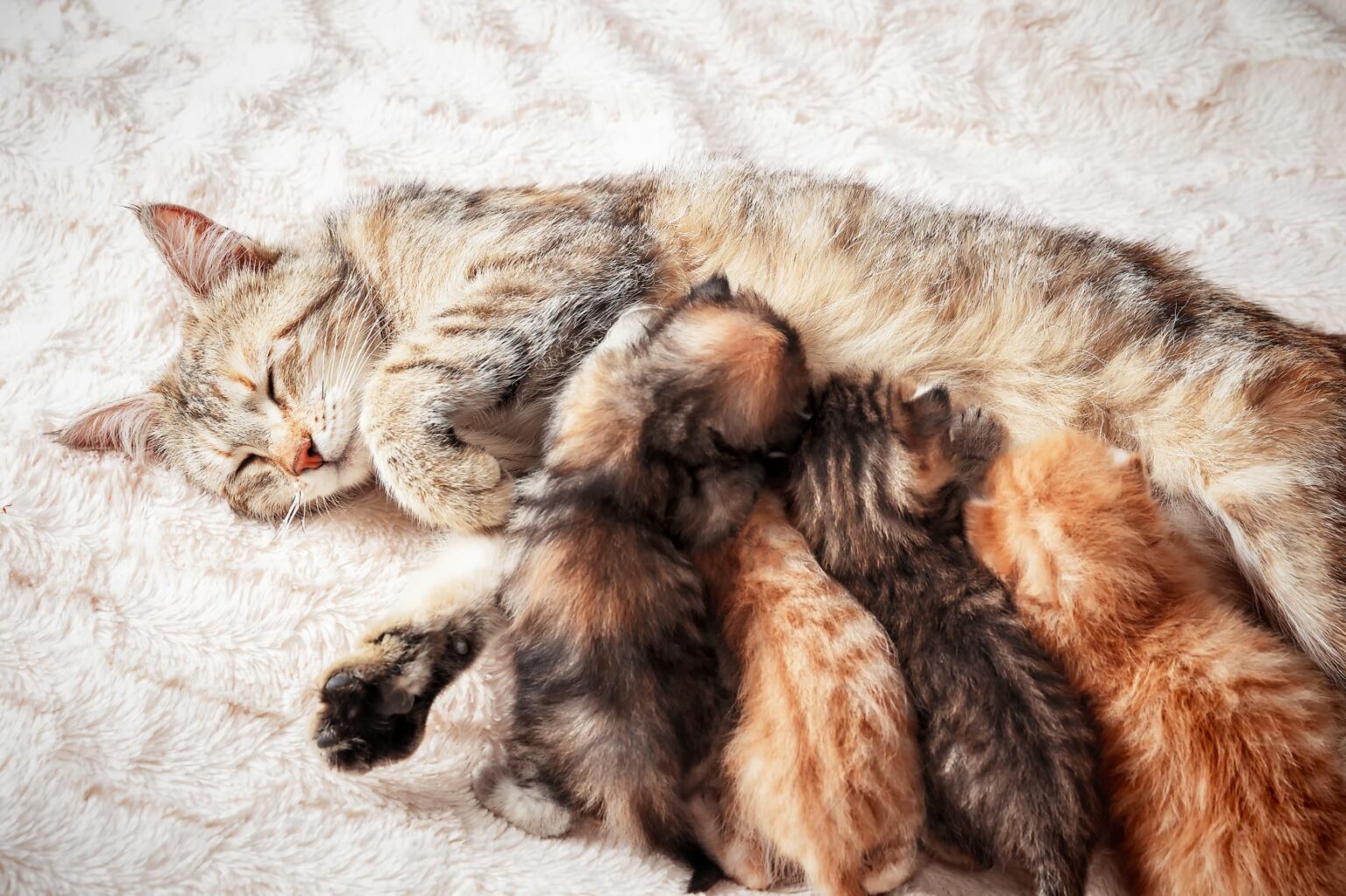matka mačka cicia mačiatko