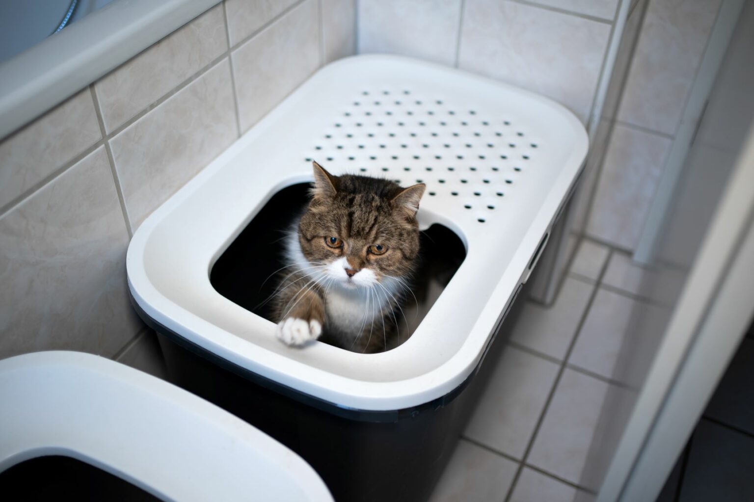 Toaleta pre mačky