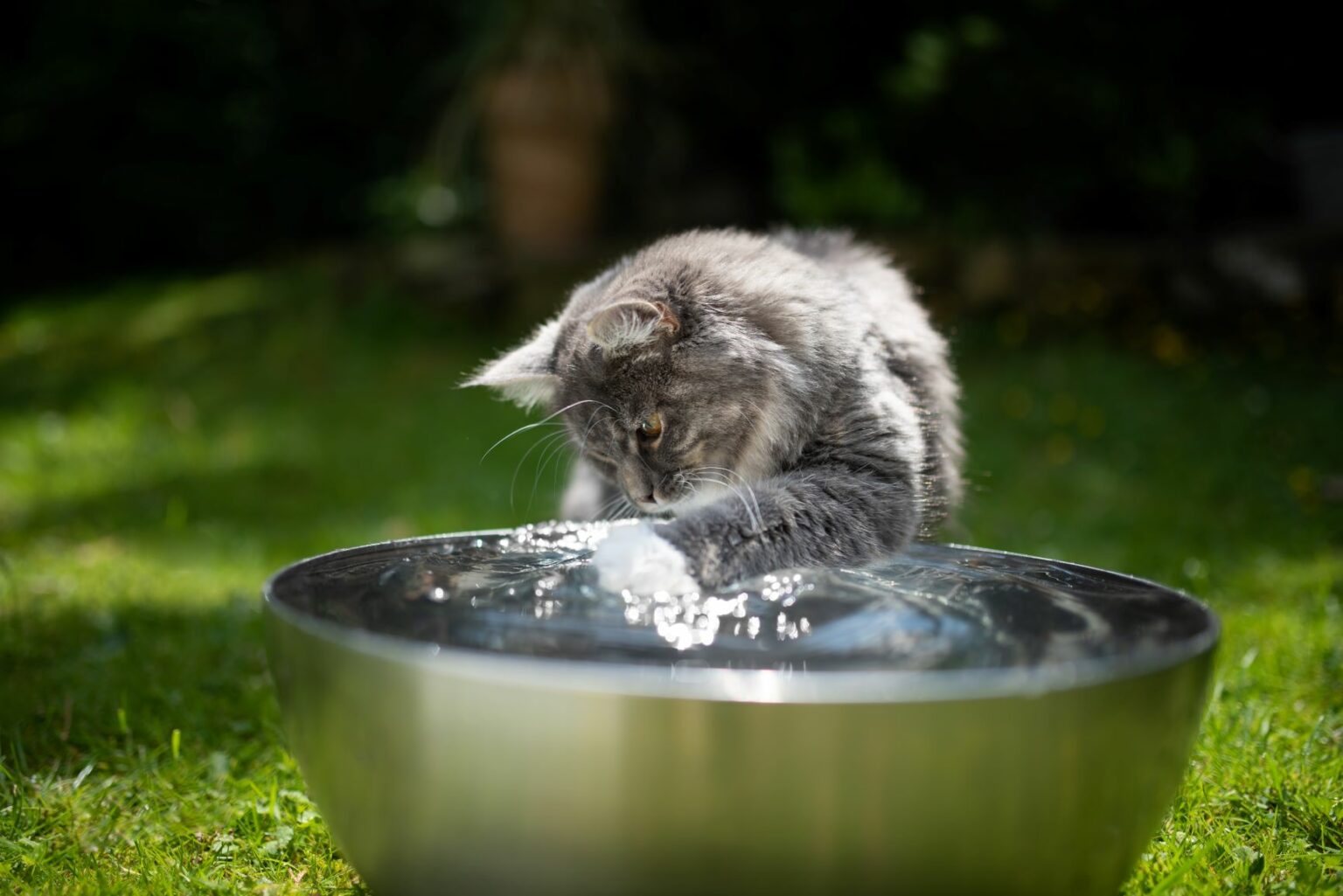 Mačka sa hrá s vodou