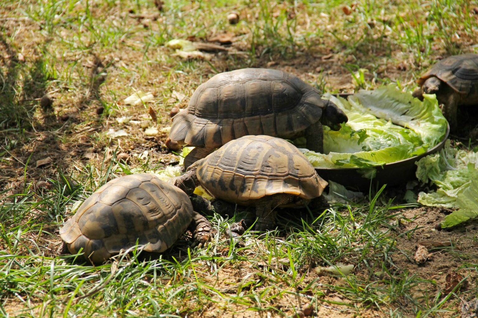 Suchozemské korytnačky
