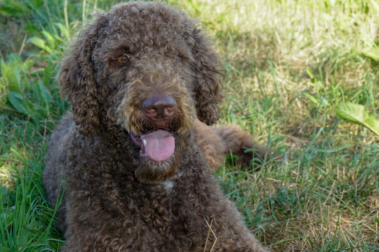 Labradoodle leží v tráve